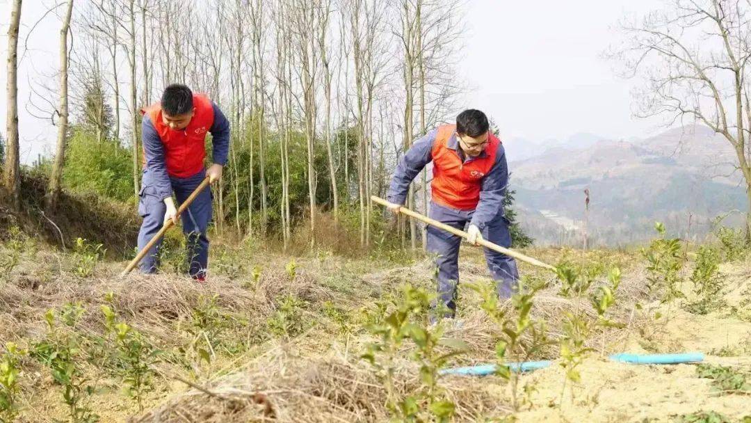 南方电网安顺紫云供电局团收部开展“向雷锋同志进修，南网蓝在动作”意愿办事活动