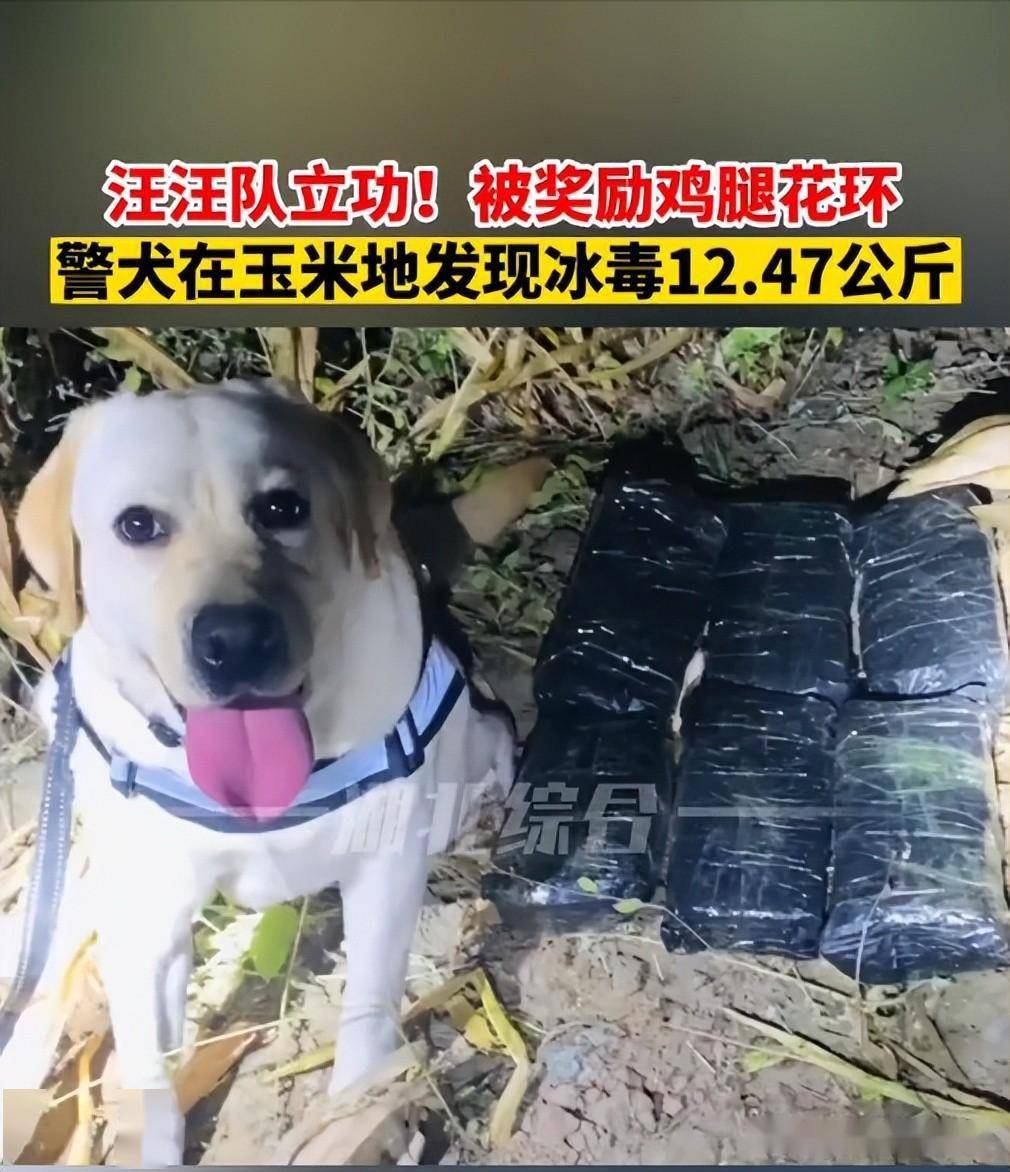 汪汪队立功奖励“鸡腿花环”和摸摸头警犬在边境玉米地发现25斤！警方为立功缉毒犬授花环加鸡腿