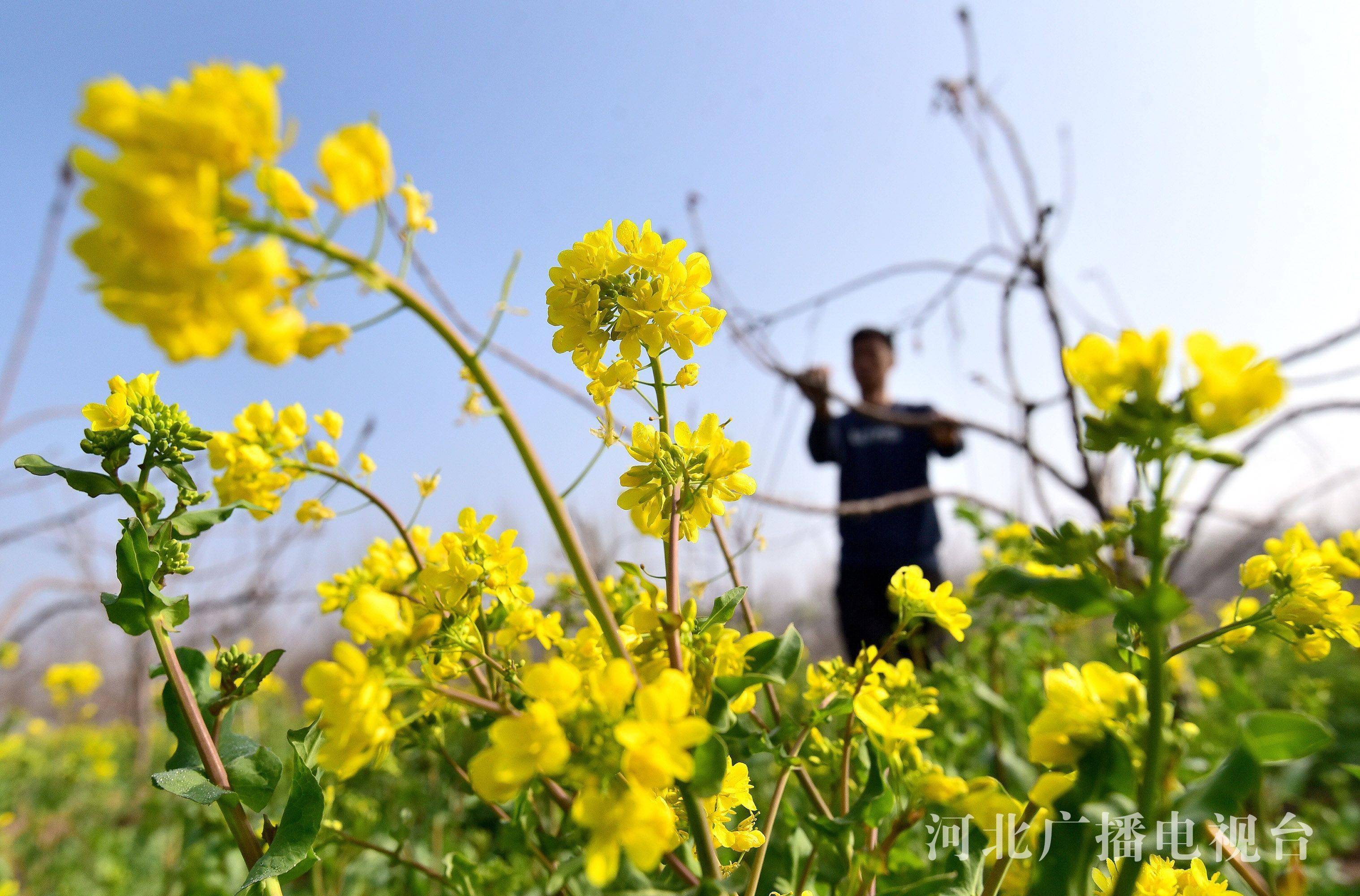 河北邯郸：春分日 忙农事