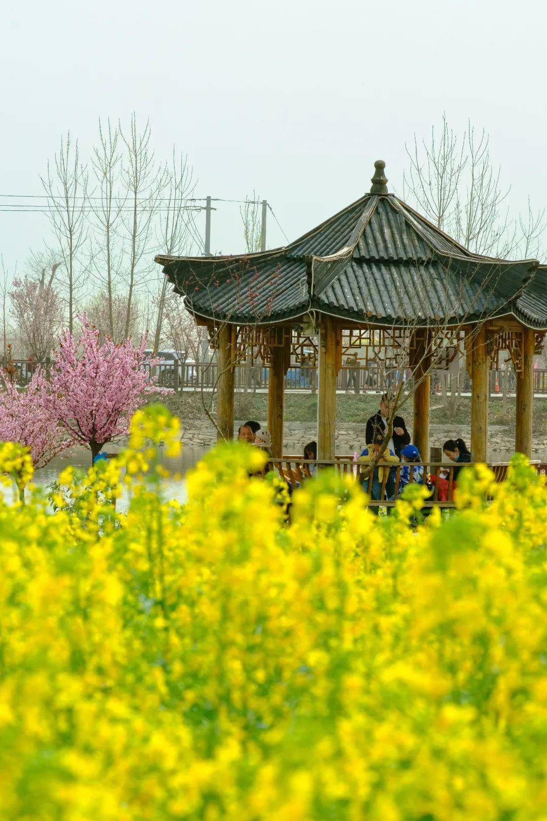 赏花何必远行？汉中那处“金色梦幻世界”藏着春天最美妙的光景~