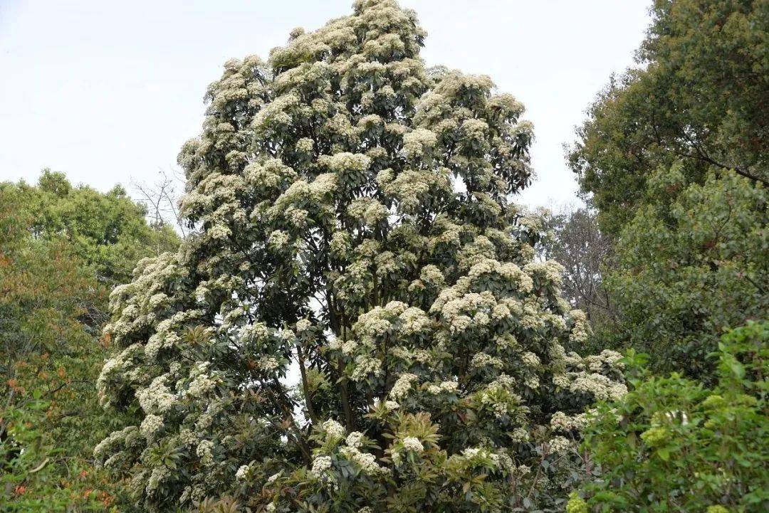 （球花石楠花序） ps：防护指南护：花粉时节，过敏人士外出时须戴好口罩