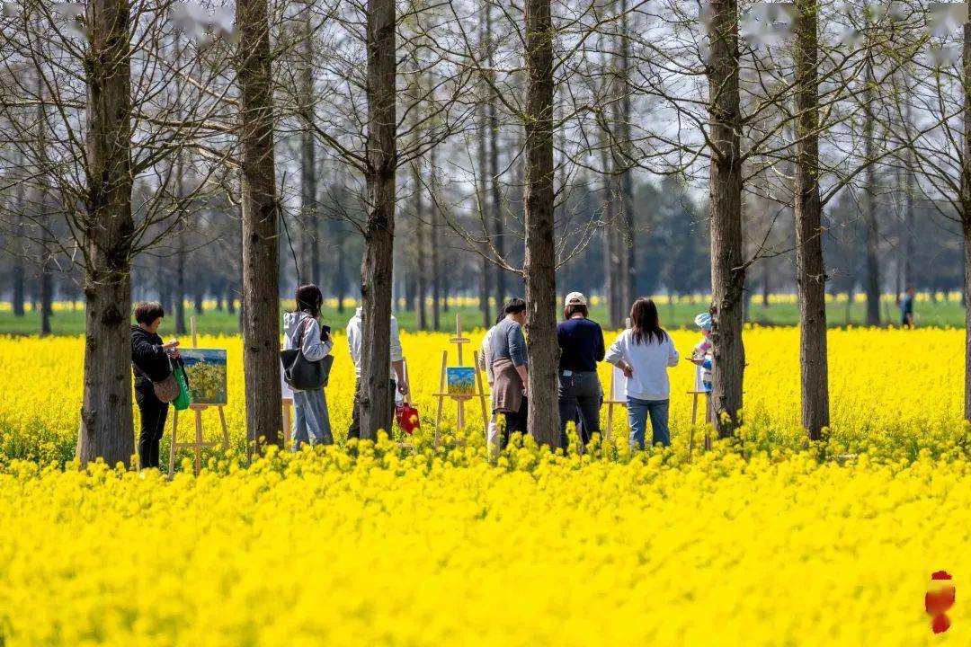 滴滴嘟嘟！“崇明花花巴士”发车啦