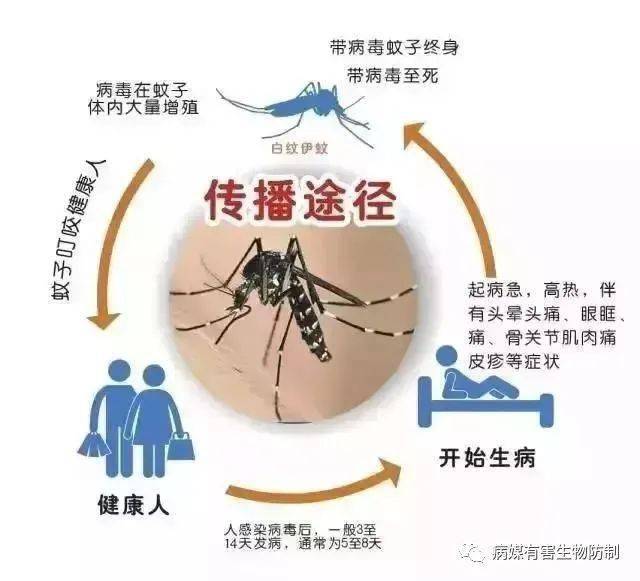 爱国卫生月｜灭蚊子有什么好办法呢？