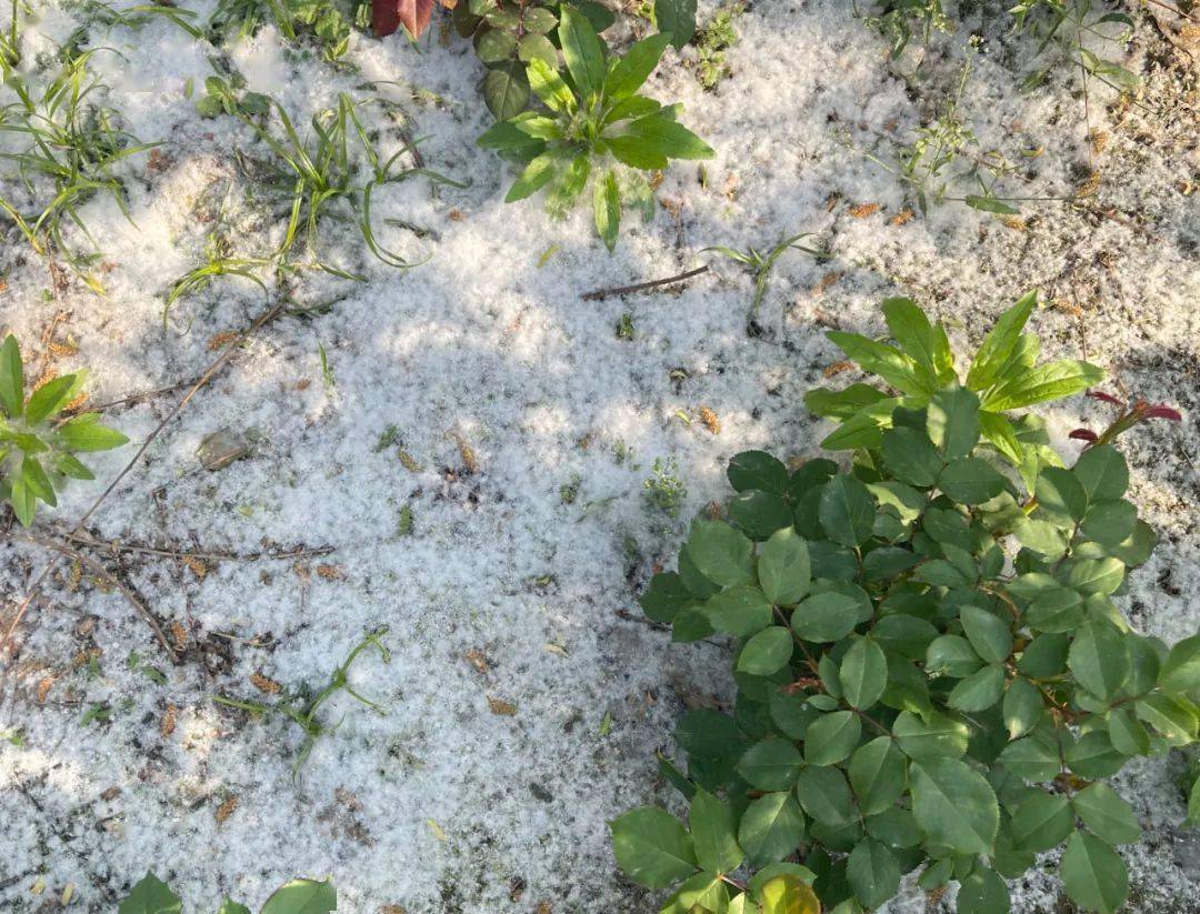 警报拉响！淮安暴雪