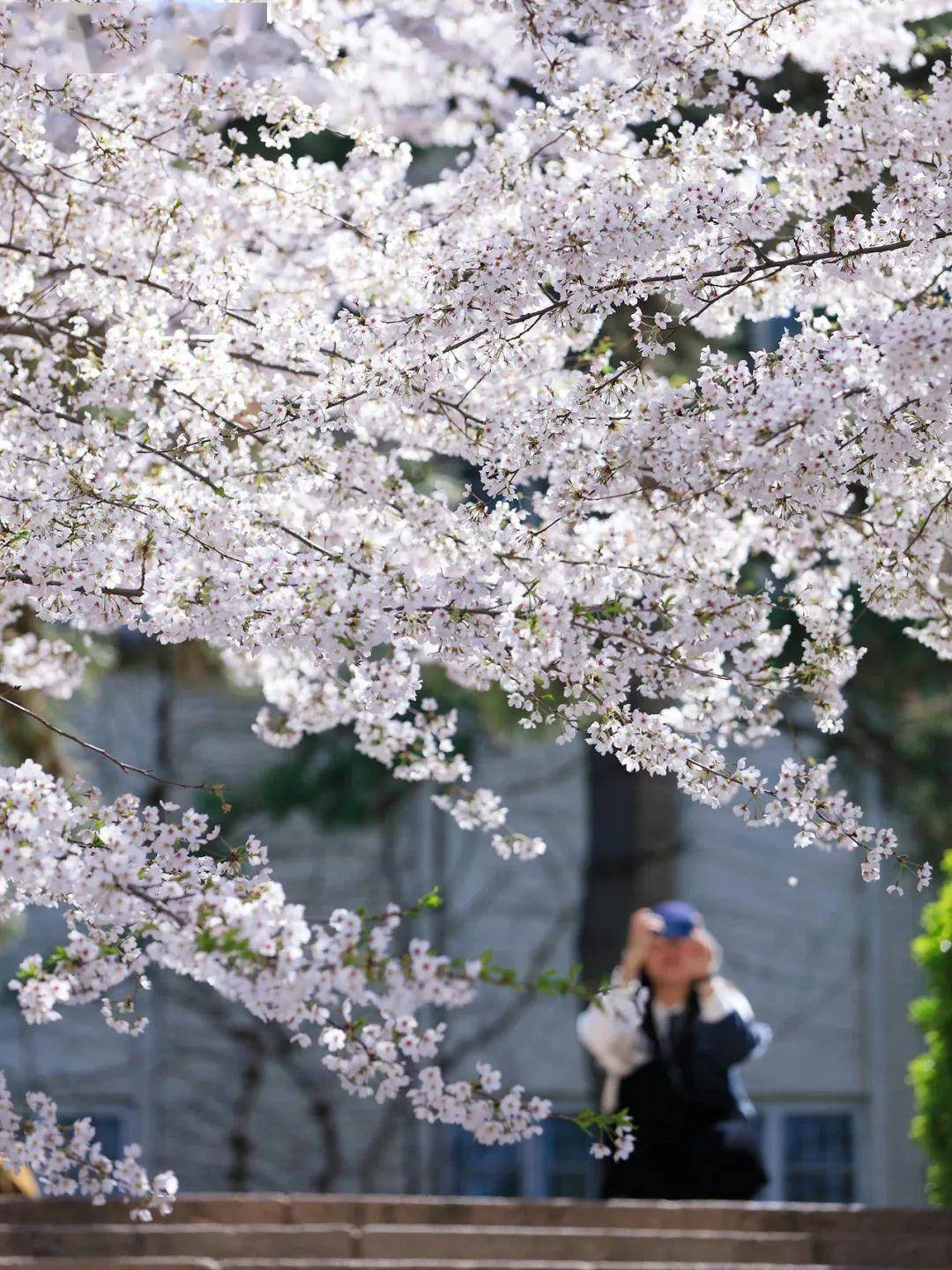 4月不来那座樱花开满的城市看看，我会遗憾整个春天