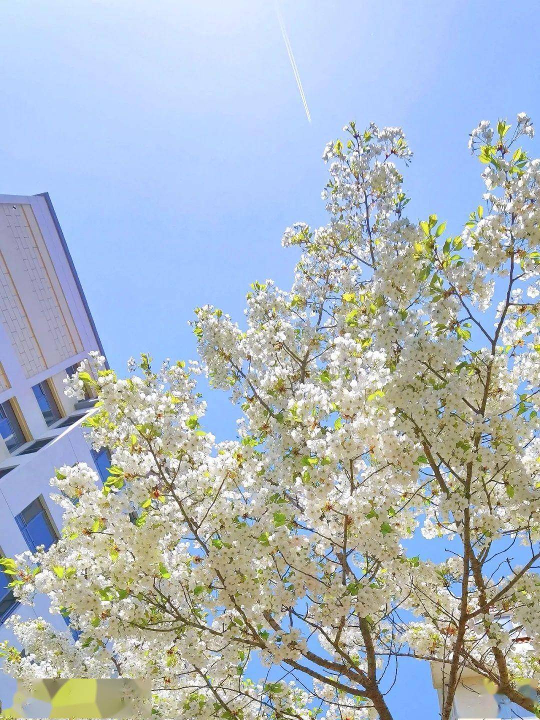 4月不来那座樱花开满的城市看看，我会遗憾整个春天