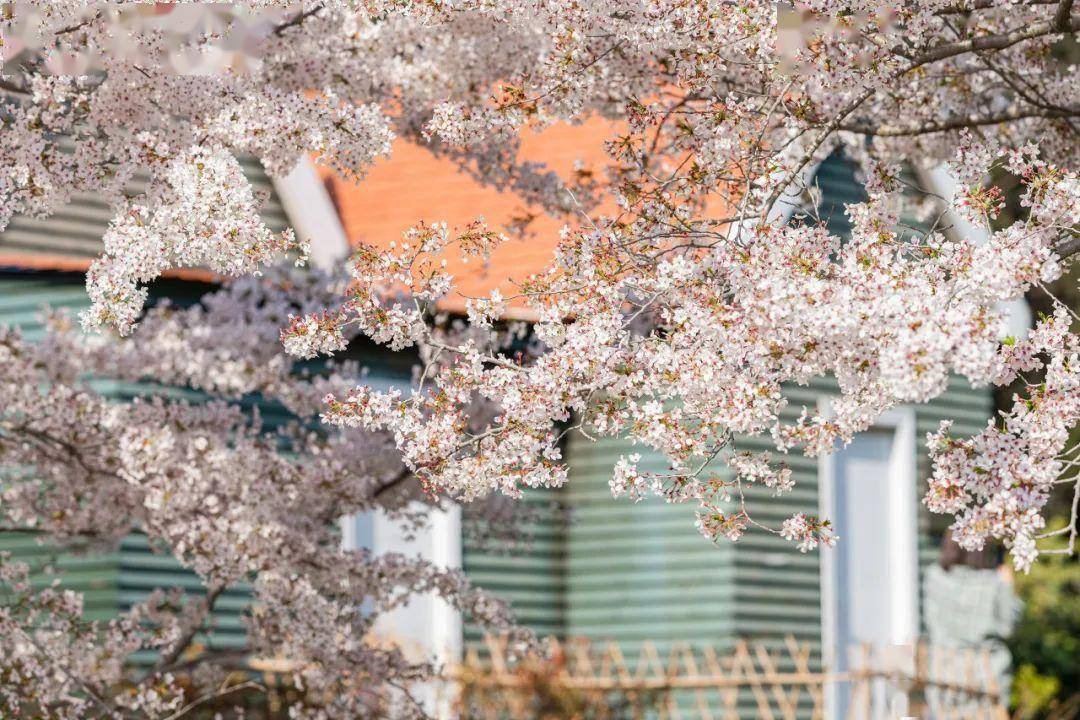 4月不来那座樱花开满的城市看看，我会遗憾整个春天