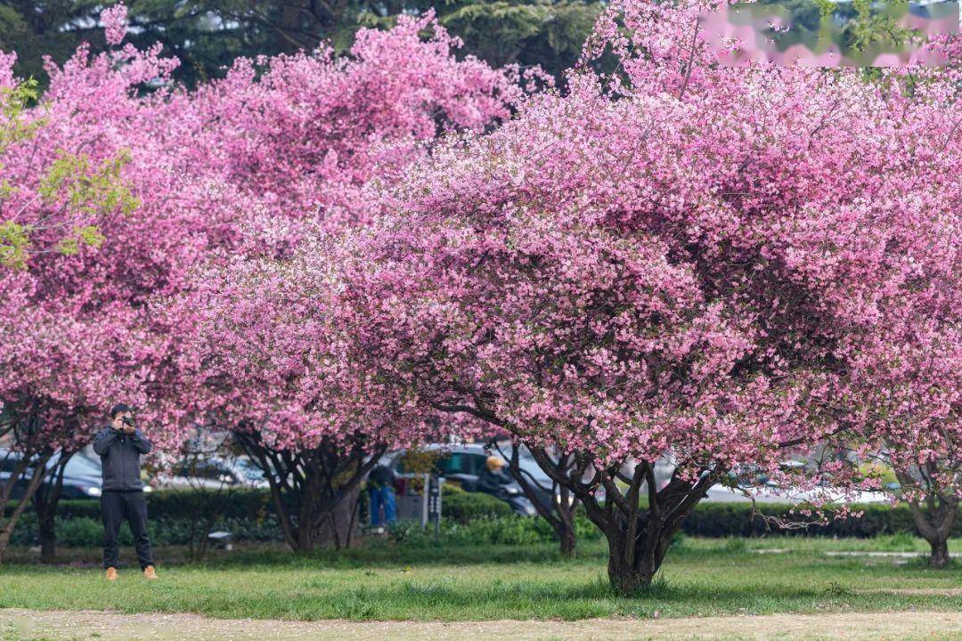 4月不来那座樱花开满的城市看看，我会遗憾整个春天