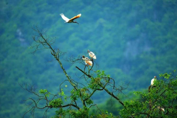 国际生物多样性日丨亚洲象、东北虎等濒危物种种群持续恢复