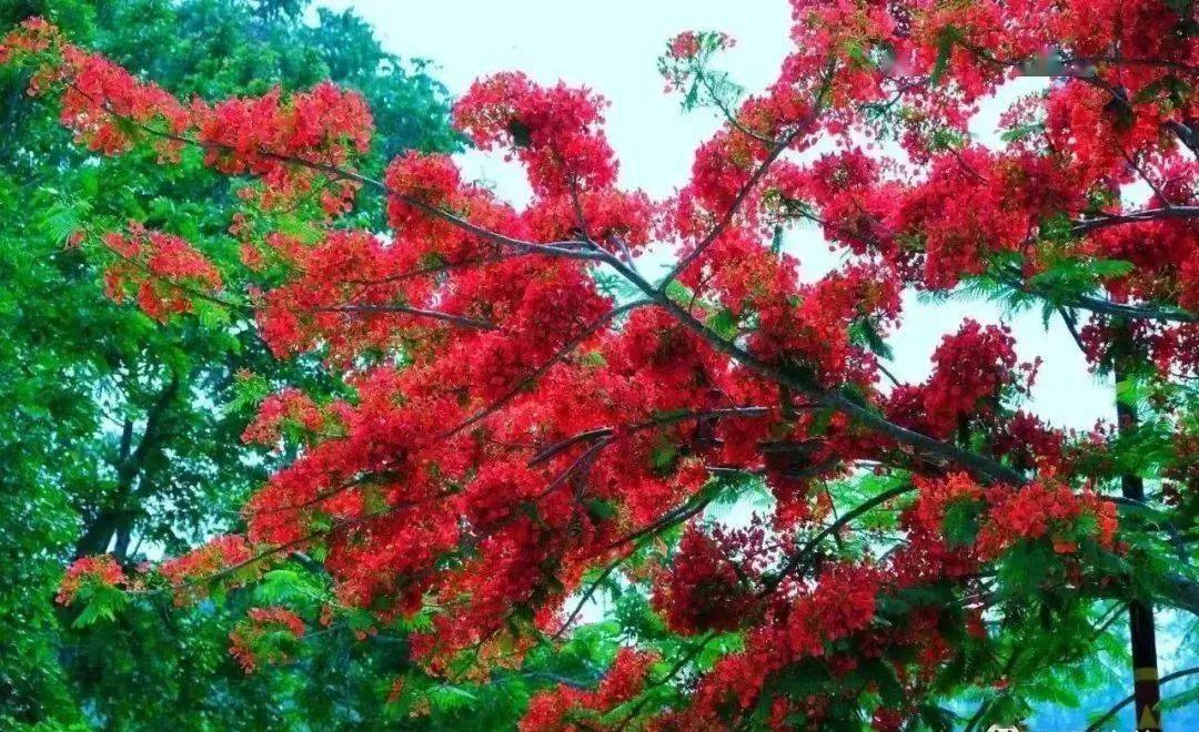 名凤凰。每当繁花季节,红艳悦目,远望如烽火当空,故有“火树”之称。记得张爱玲笔下的凤凰花是这样的:“