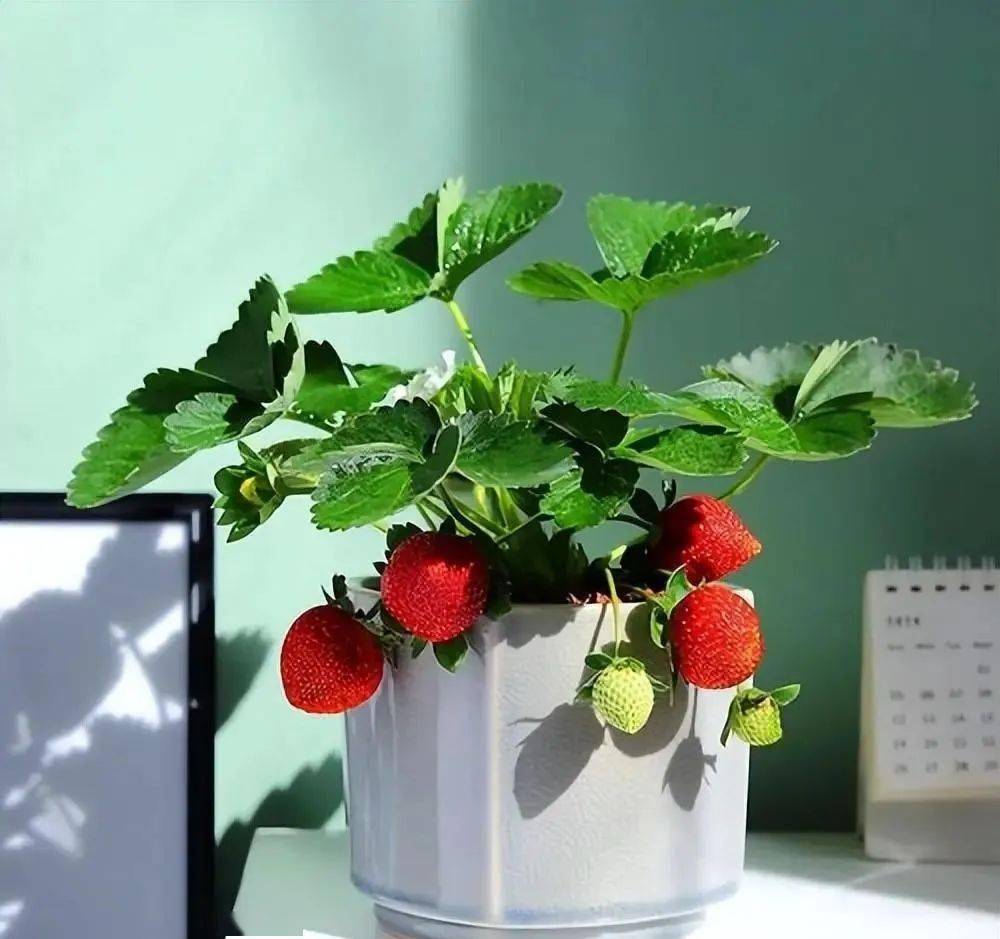 新手养草莓有妙招学会正确的种植方法果子一串接一串开云体育app(图5)