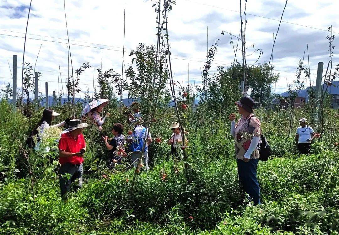 半岛官网清凉火把季·20℃游越西游园活动苹果采摘欢乐享不停(图3)