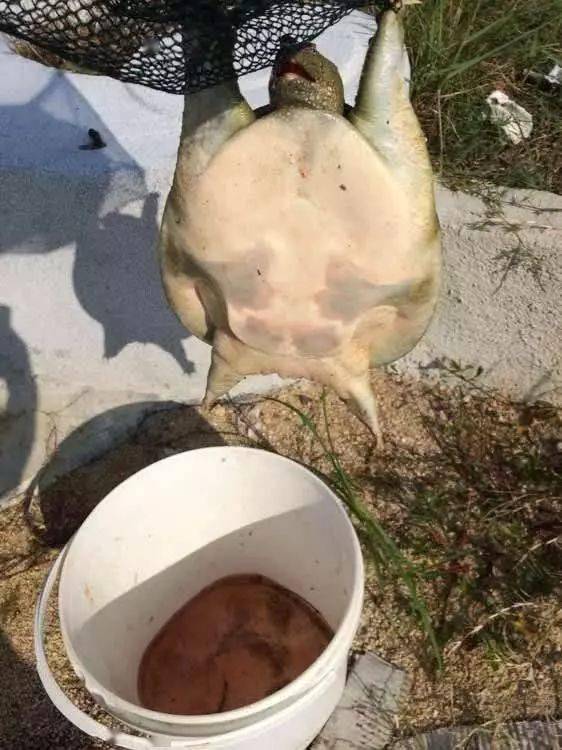 曾经风靡的猪肝钓甲鱼方法,如今没了用处