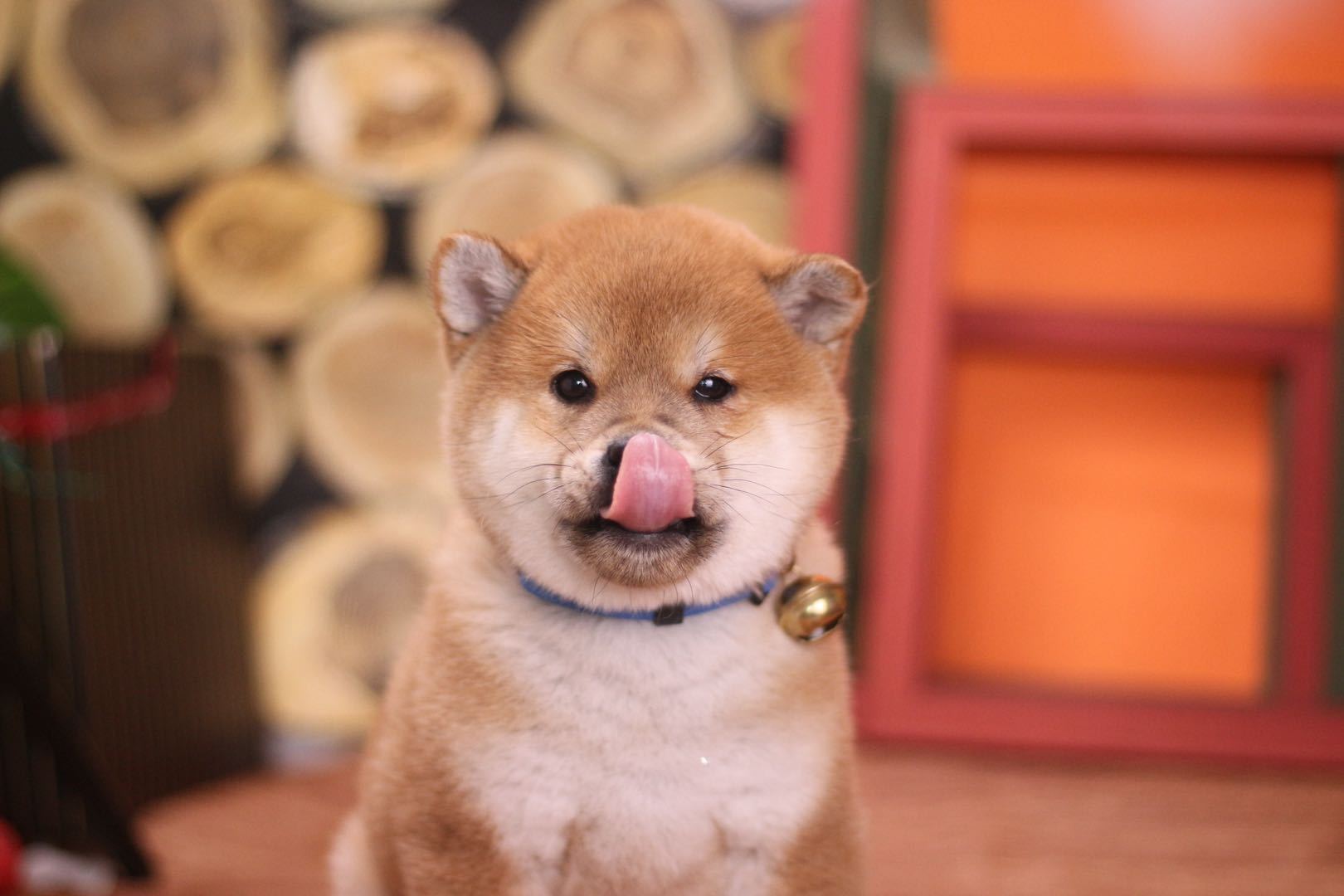 豆柴多少钱一只？豆柴价格下降了？_搜狐网