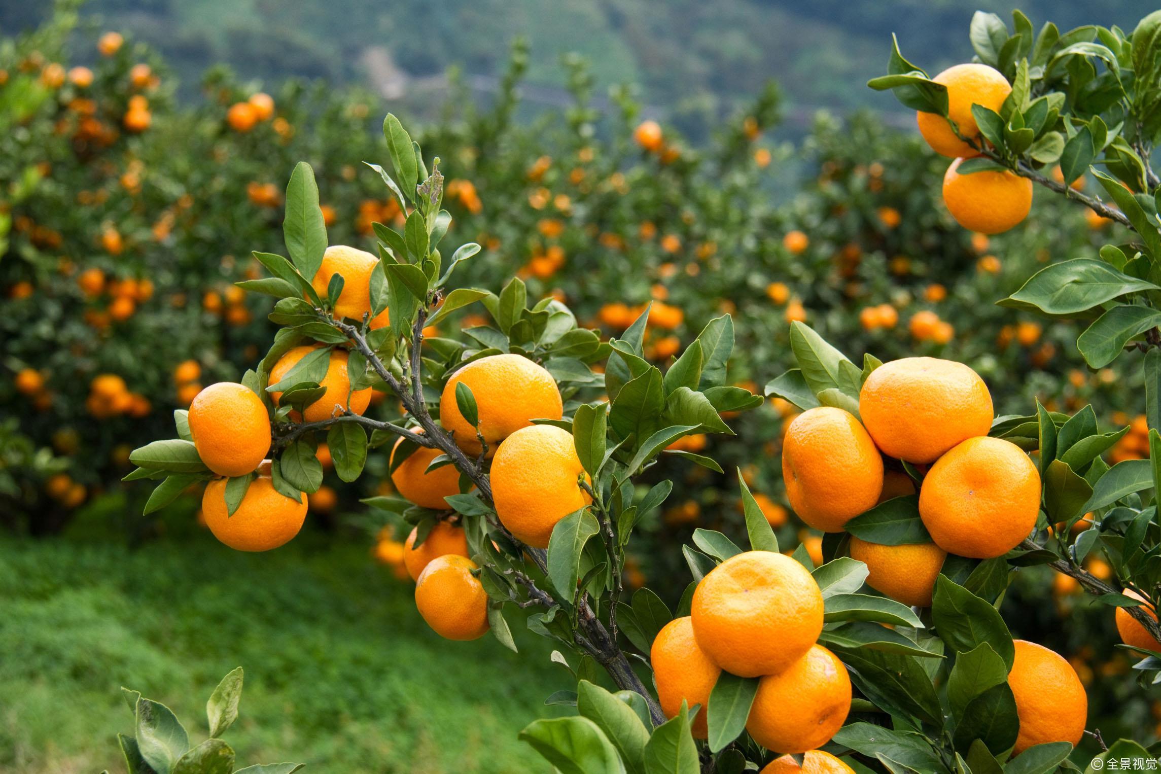雨季来临柑橘园排水沟怎么划肥料怎么施