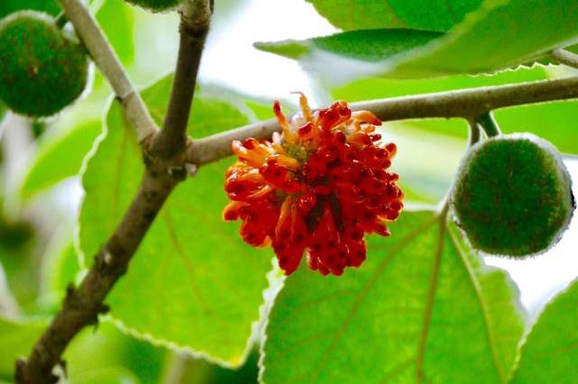 野生构树果子很多,只有一些小孩子才不管不顾争抢