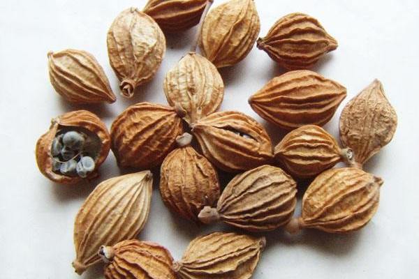 砂仁草果全自动网带烘干机一天可以烘干几吨,十几吨鲜草果