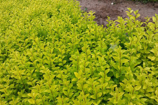 关于亮晶女贞的修剪你可能还不知道