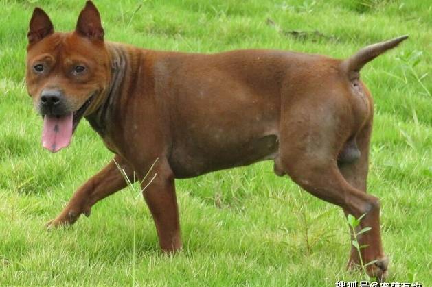 原创精选 下司犬,川东猎犬,两大中华名猎,遗憾的是现已濒临灭绝!