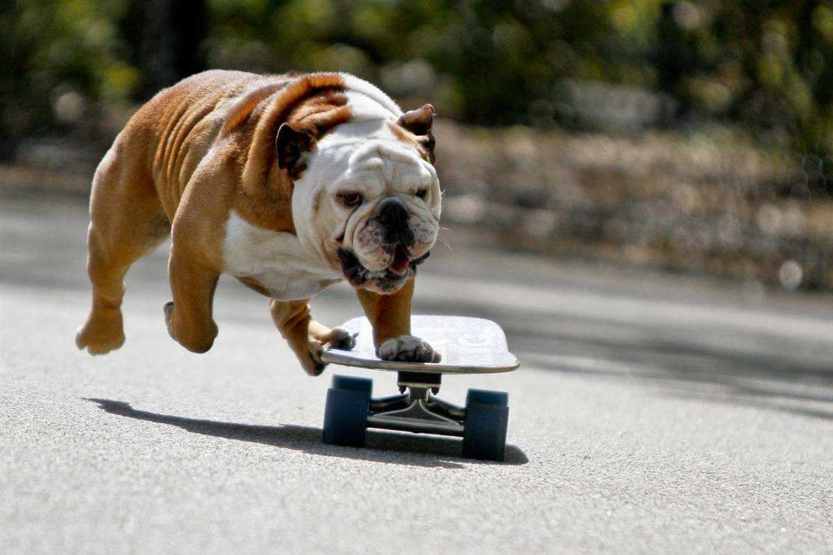 狗子玩滑板贼溜网友我白活了