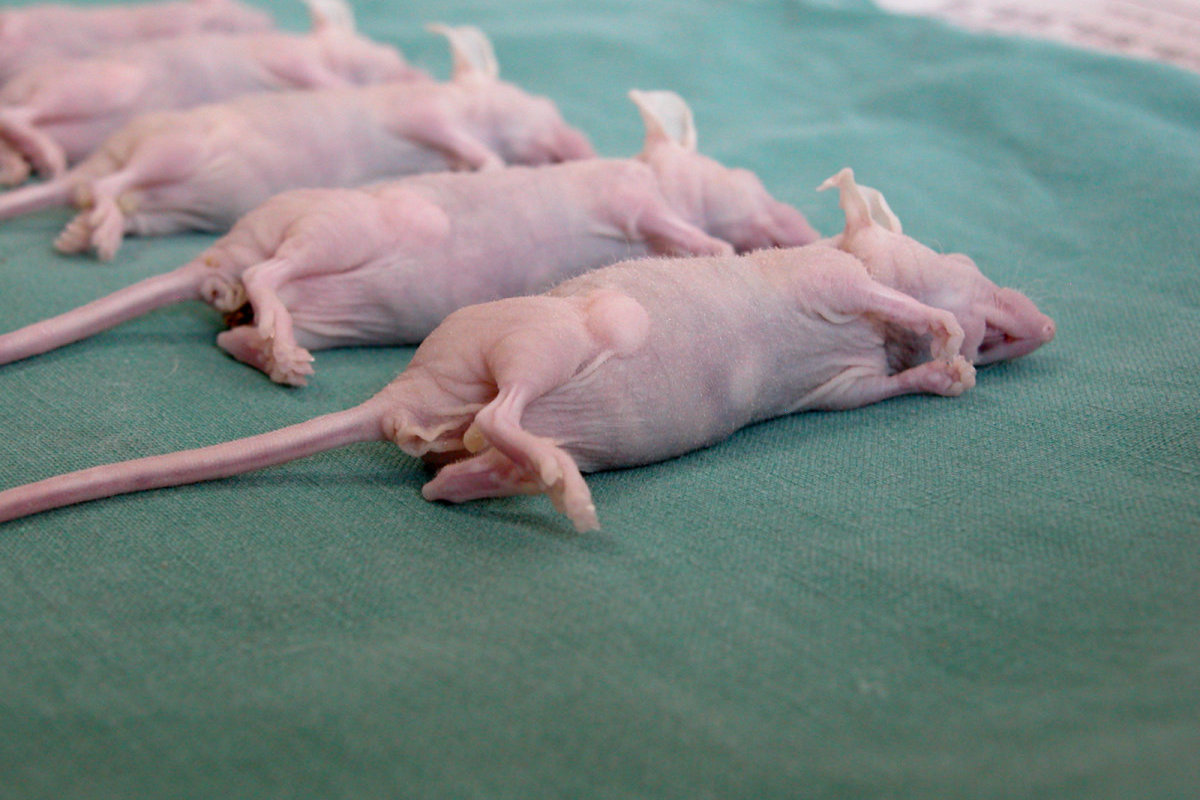 裸鼠皮下成瘤细胞接种