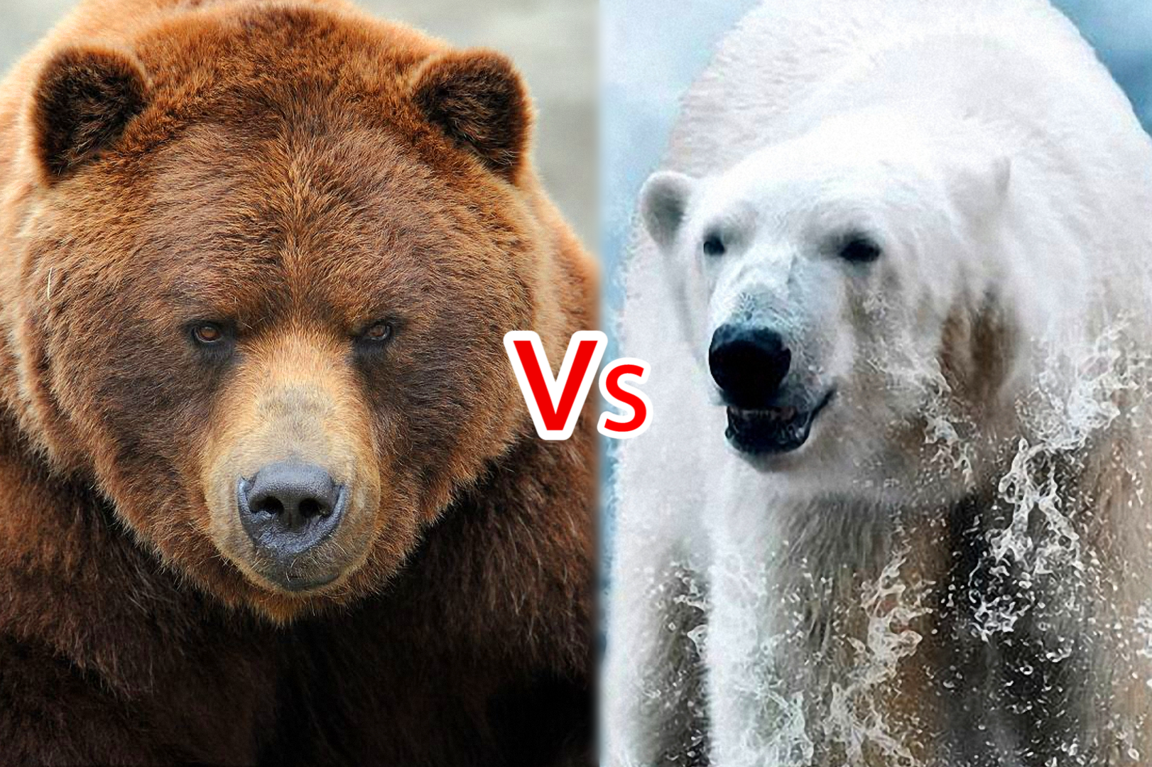 北极一哥北极熊棕熊界大佬科迪亚克棕熊到底谁才是熊界一哥