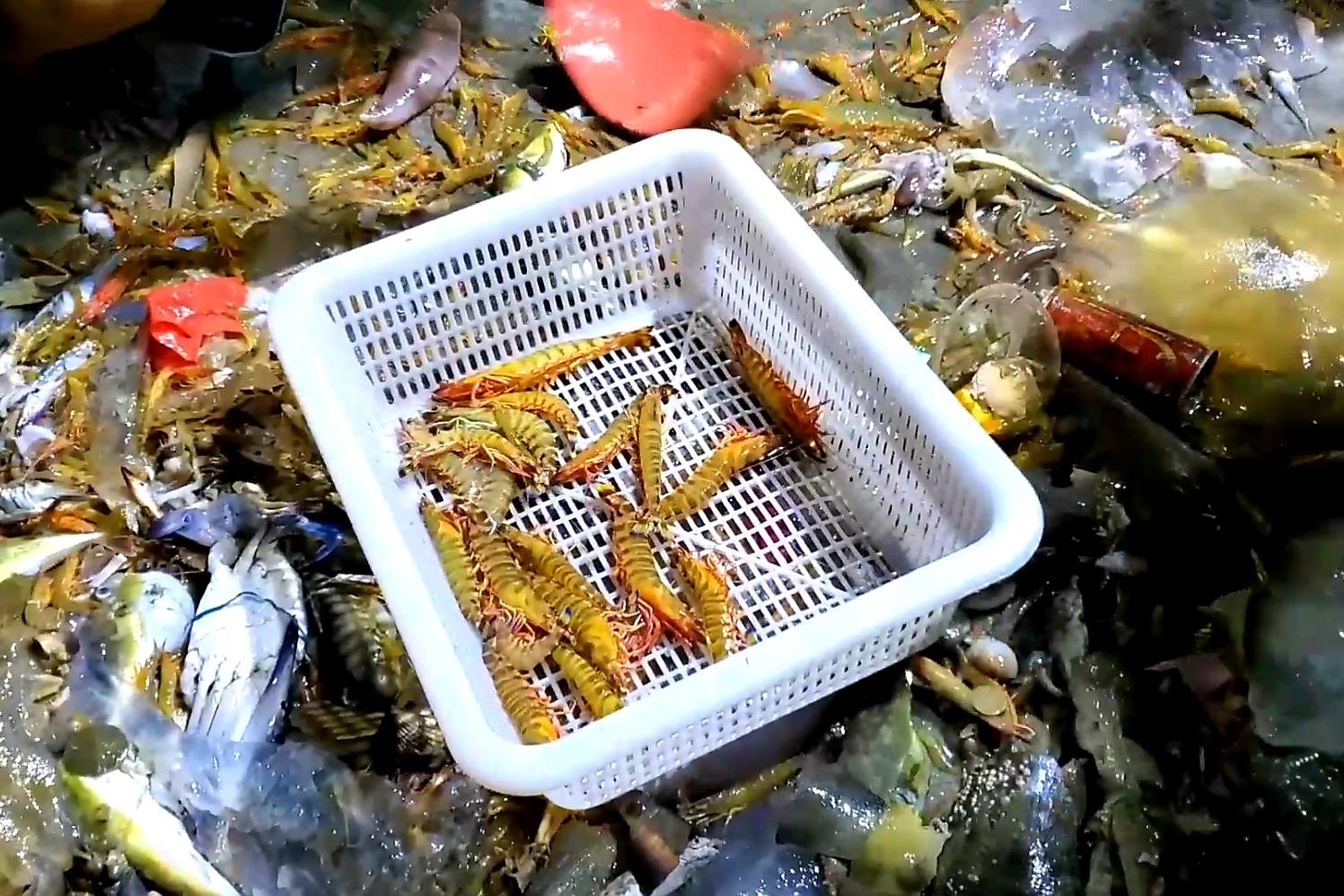 奇虾捕食图片