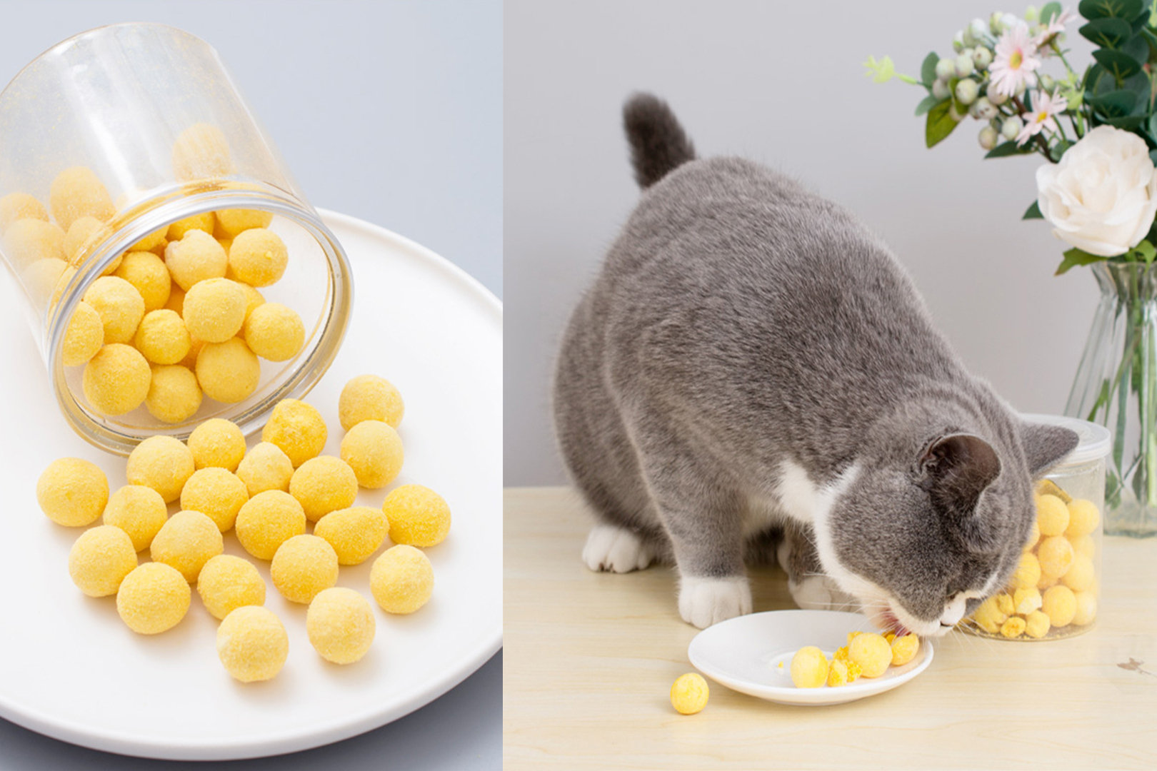 猫咪可以吃鸡蛋黄吗?猫家长们记牢了