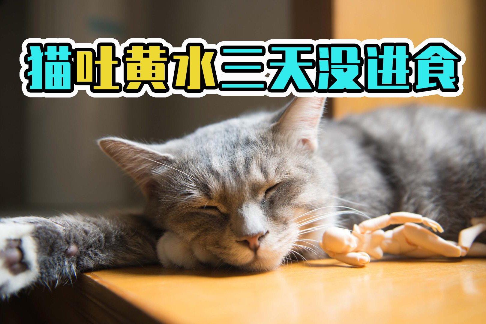猫吐黄水三天没进食