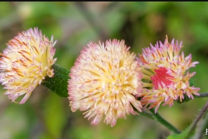 这种开花植物叫紫背草是一种中草药材认识一下吧
