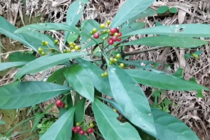 这种野生植物叫九节也叫暗山香可做盆景观赏来认识一下吧