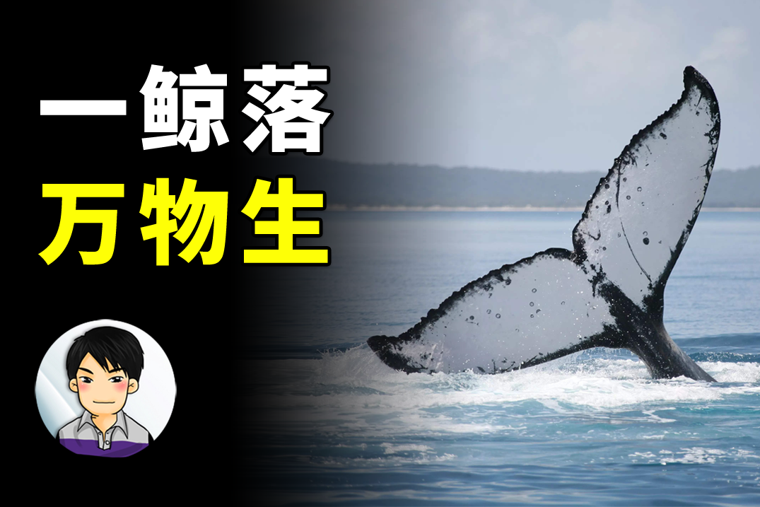 一鲸落万物生还有一头名叫52赫兹鲸鱼的故事