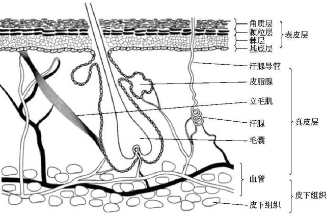 从皮肤解剖学,皮肤病学等教材或参考文献中均可以