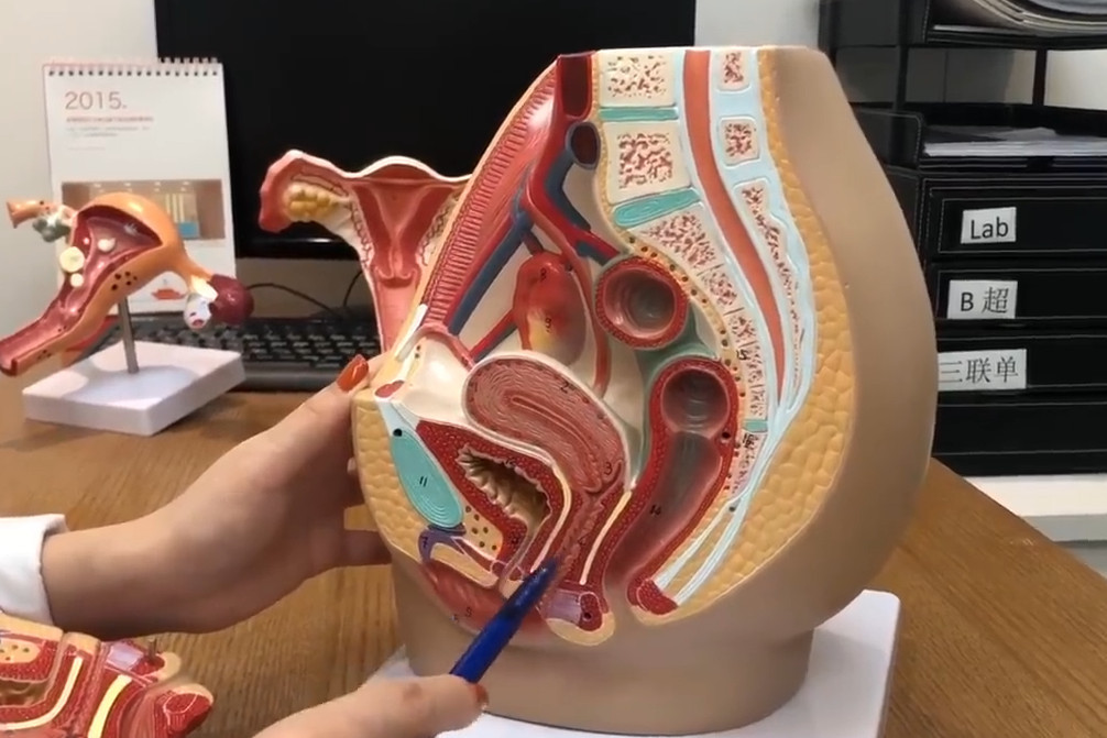 女性生殖系统剖面模型讲解