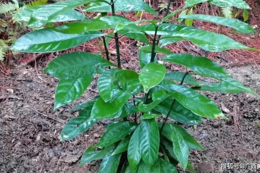 这种植物叫大丹叶是一种野生中草药来认识一下