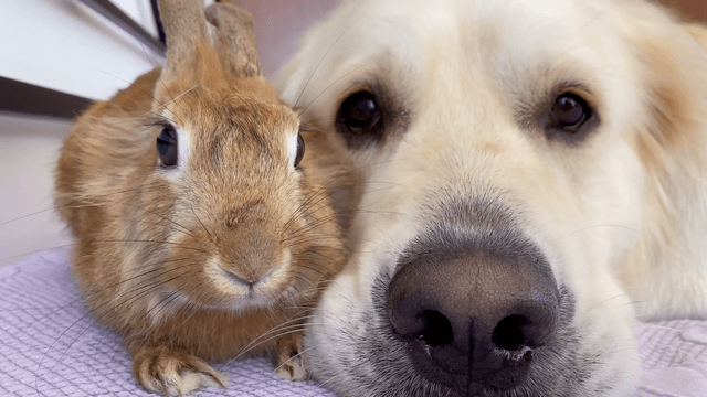 可爱的大金毛狗狗与可爱的兔子,它们是很要好的朋友哦