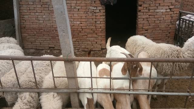 2020年想入行养羊 ,直接买成品母羊好,还是买小母羊好