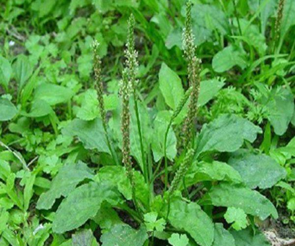 原创 一味车前草,养生大功效!车前草的4大顶级妙用,中医都夸赞!