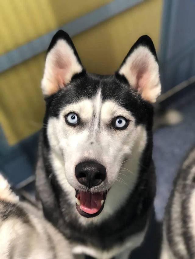 哈士奇宠咖的个人展示页