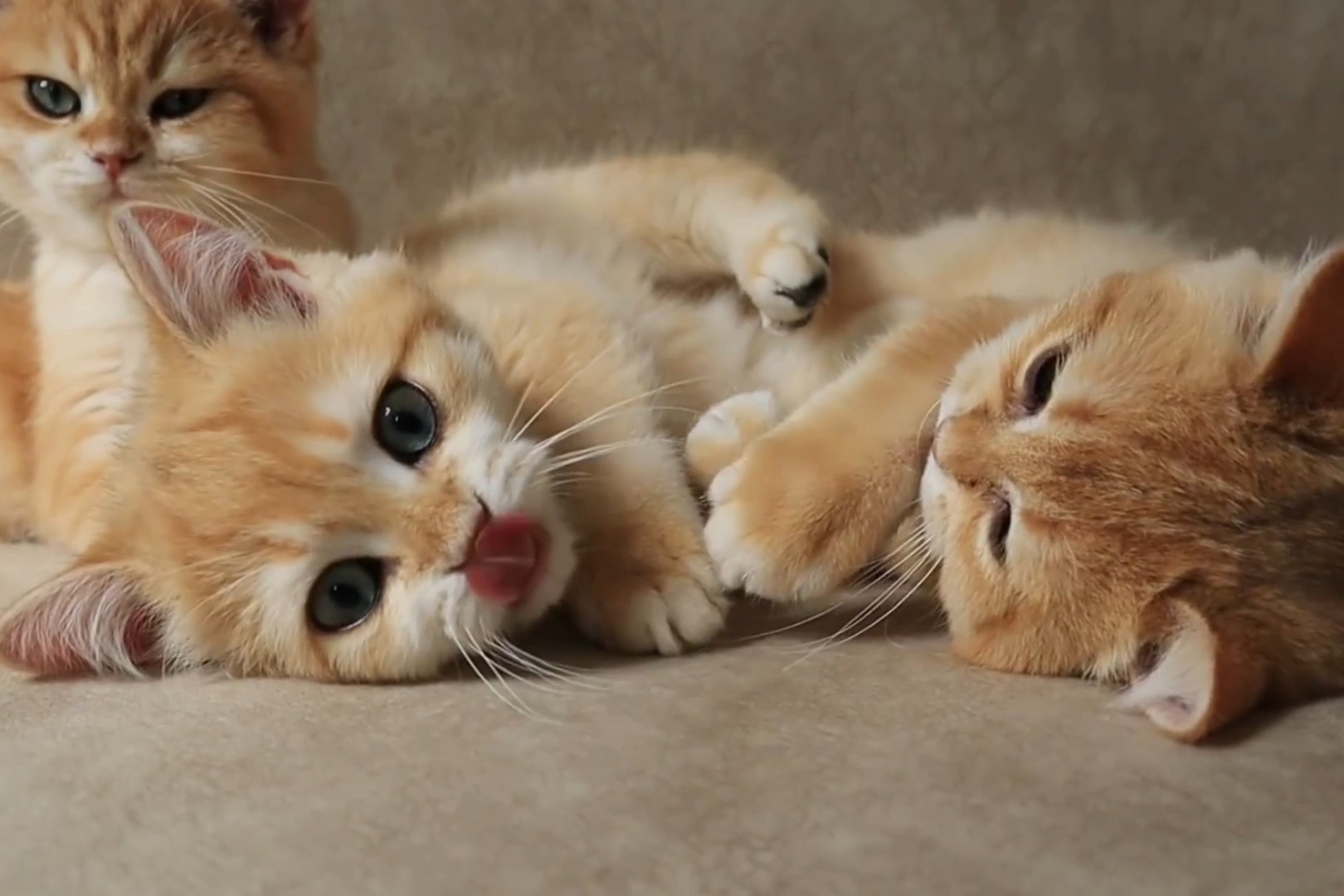 小猫咪在打闹的时候依个是那么的惹人喜爱你们想要撸吗