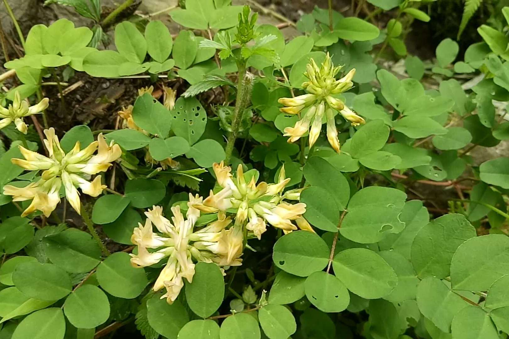 农村这种野草叫紫云英可以当野菜吃还可以做肥料猪草入药解毒止痛