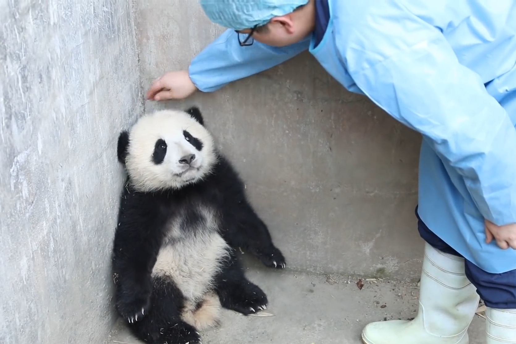 熊猫宝宝蹲在墙角生闷气奶爸刚想上前安慰下一秒请憋住别笑