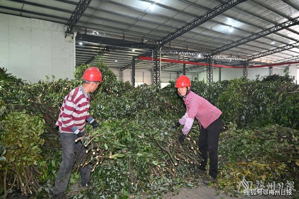 6000亩梅片树开采广东平远一方百姓正牛转乾坤
