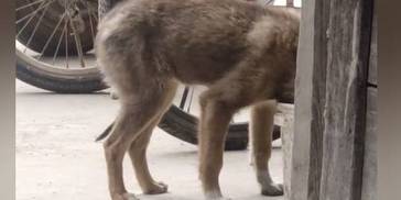 流浪狗偷吃家狗剩饭时瑟瑟发抖，后被女子收养：但行好事莫问前程