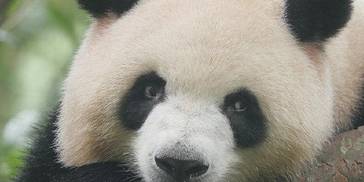 出彩“滚滚” 今日辩护主题：谁说大熊猫没有速度？