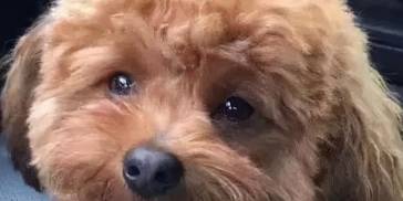 泰迪突然爱上喝水，这可不一定是好事