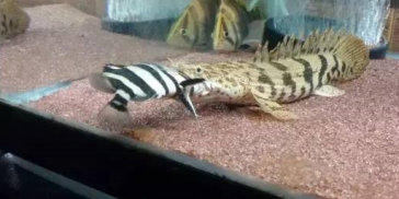 说到这条虎鱼，它竟然被活生生吞进过5张嘴里，如今还活得好好！