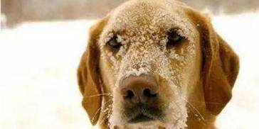 这几个讯号，说明狗狗感到冷了，别忽视！