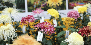 赏菊正当时 上海共青森林公园18万盆菊花不负金秋