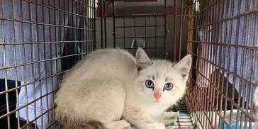 猫被救助后，凶巴巴不让人靠近，工作人员只好这样做！